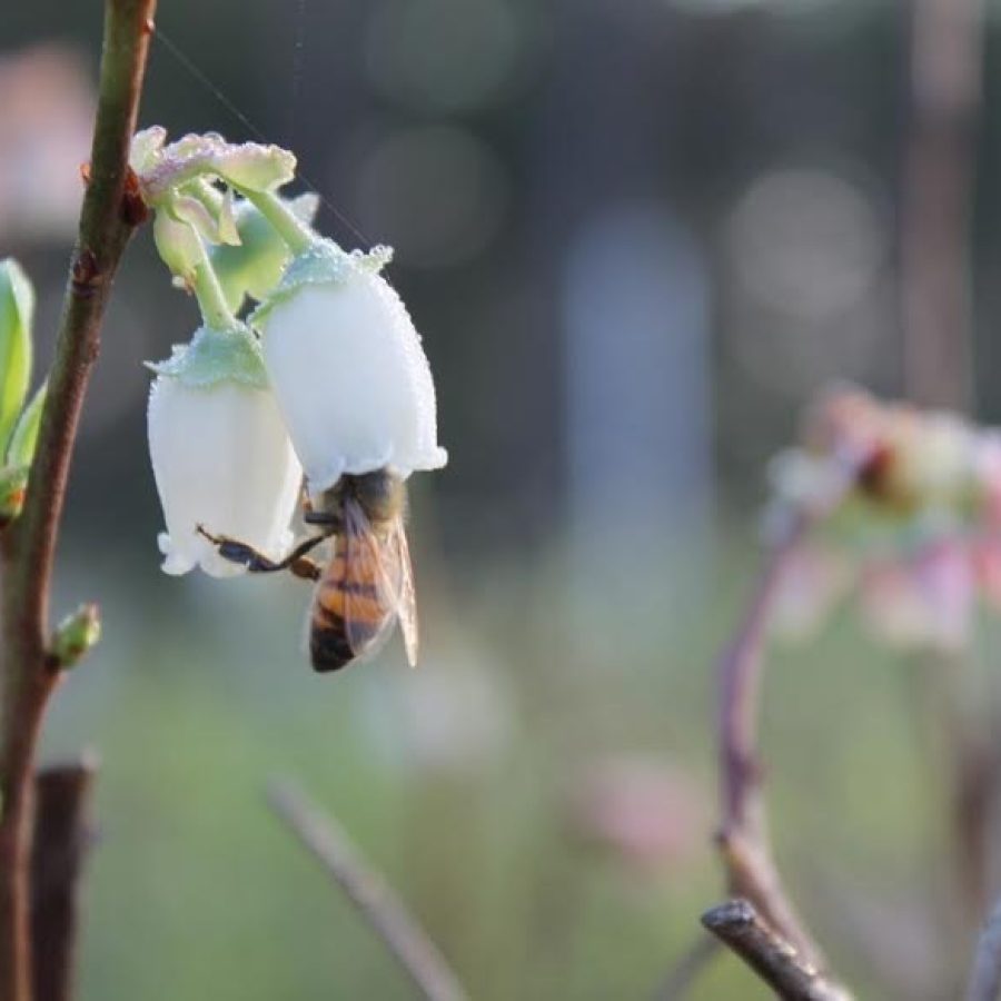 Bee in Blueberry Flower