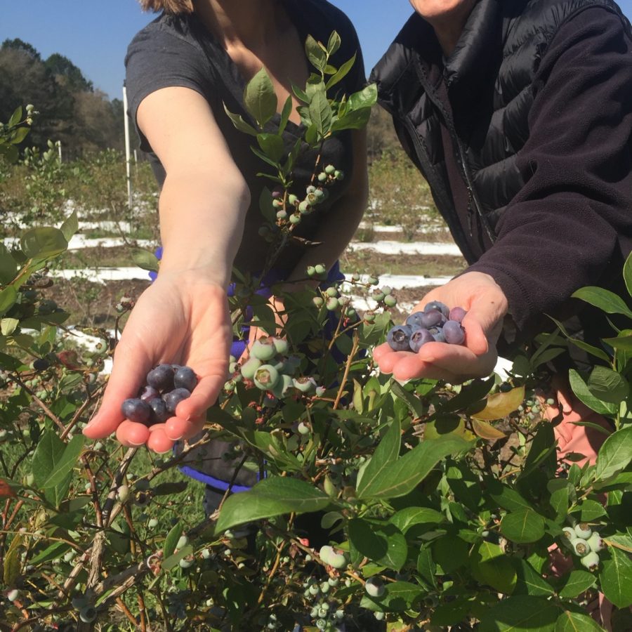Blueberries in Hands